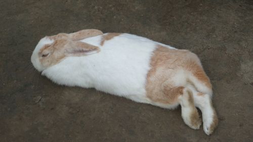 棗莊親子動物公園中奇特配色的兔子