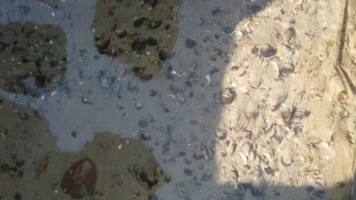圖中可看見穿龍圳清澈的水質與池底許多的蛤蠣