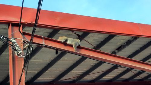 照片中有紅色鐵製樑柱，橫向的樑柱上有一隻台灣獼猴