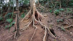 圖中為位於飛鳳山步道上的一棵大板根巨木的圖片，交織的板根蜿蜒於土中，是飛鳳山的奇特自然景觀之一